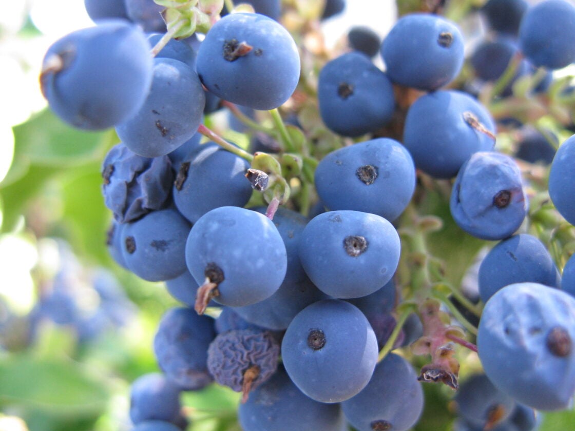 Oregon Grapes