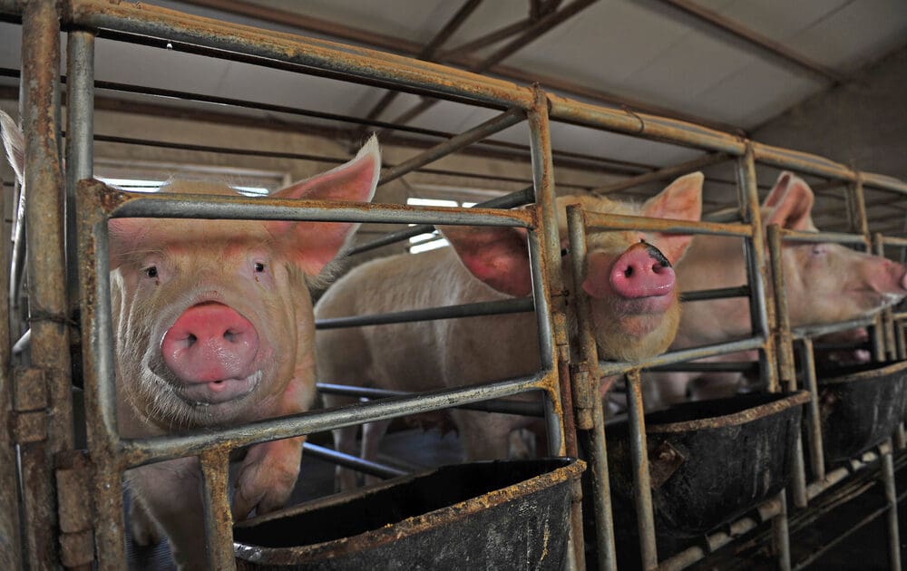 2nd Pig Infected with E. Coli Resistant to Last Resort Antibiotics, Says USDA