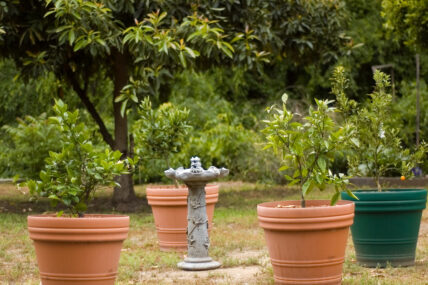 Meet the 7 Dwarfs (Dwarf Fruit Trees, That Is!)