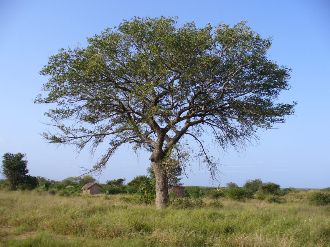 marula oil