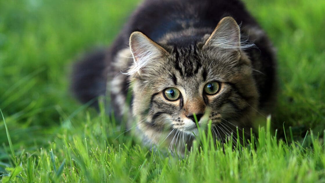 5 Feline (and Bird!)Approved Catios