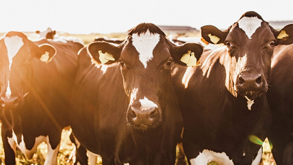 60% of Global Biodiversity Loss Linked to Meat Consumption