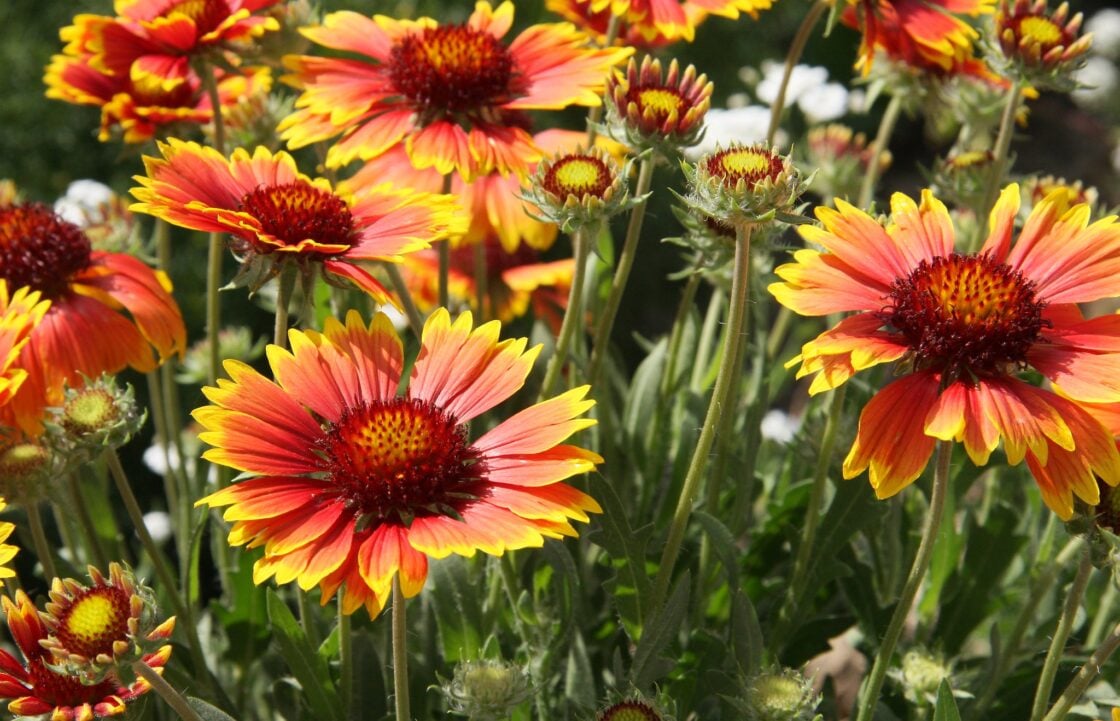 Gaillardia Fanfare