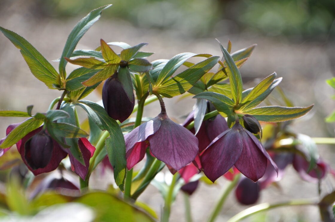 Lenten Roses