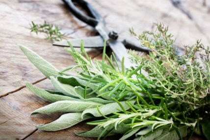 7 Best Herbs for Skin