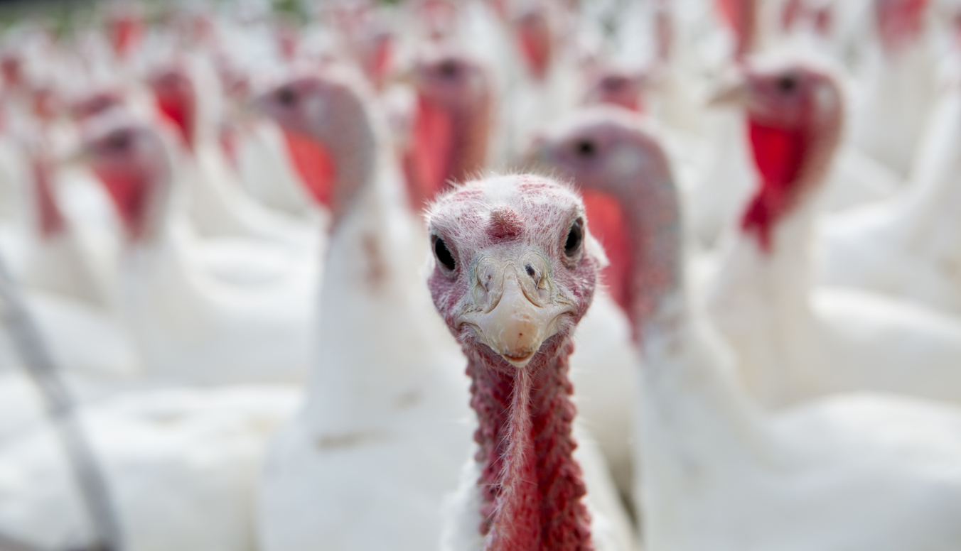 70% of Americans Want Better Treatment for Farm Animals, Poll Finds