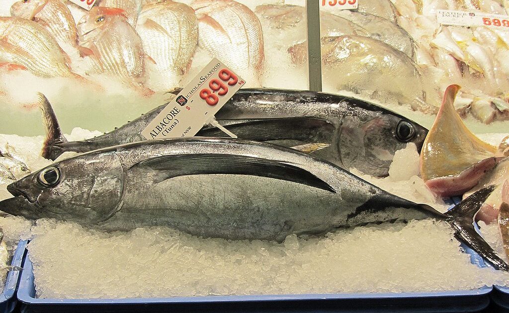 albacore