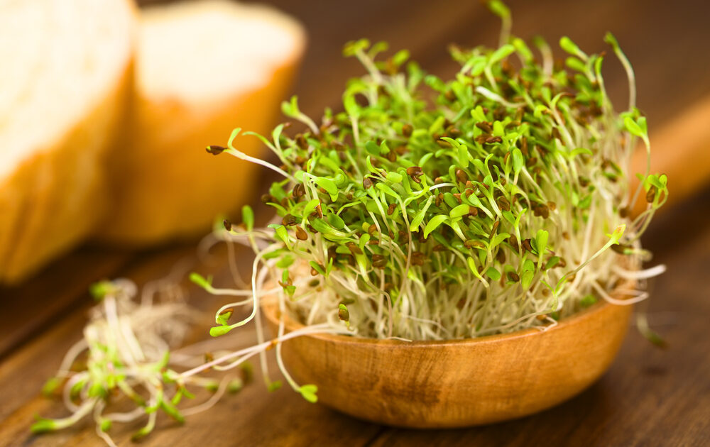 What is sprouting and how to do it yourself
