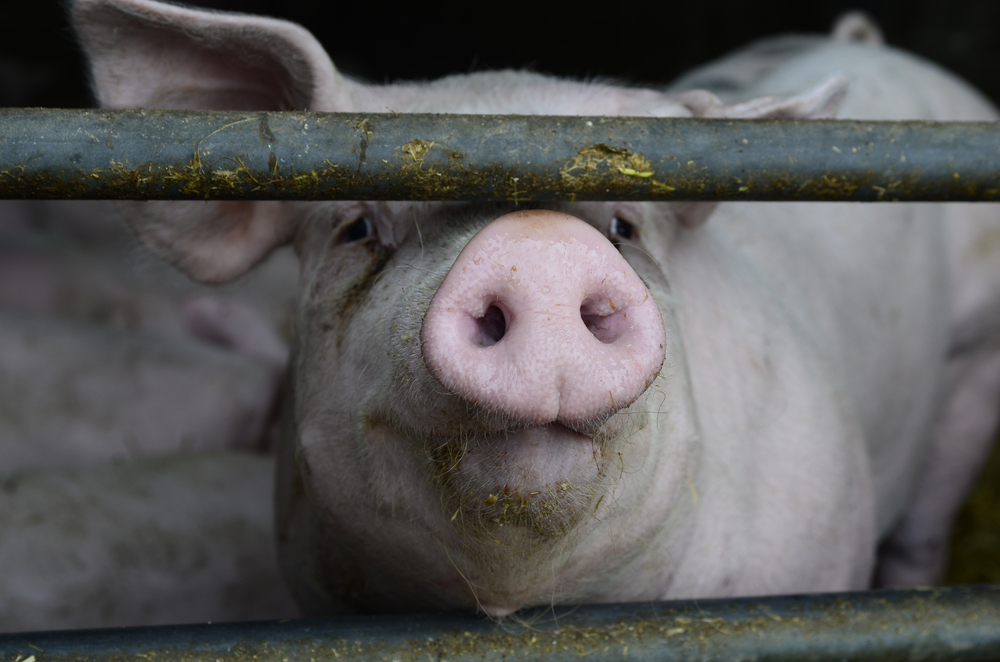 Minnesota Hog Farm Workers Suspended After Undercover Video Shows Systematic Animal Cruelty and Neglect