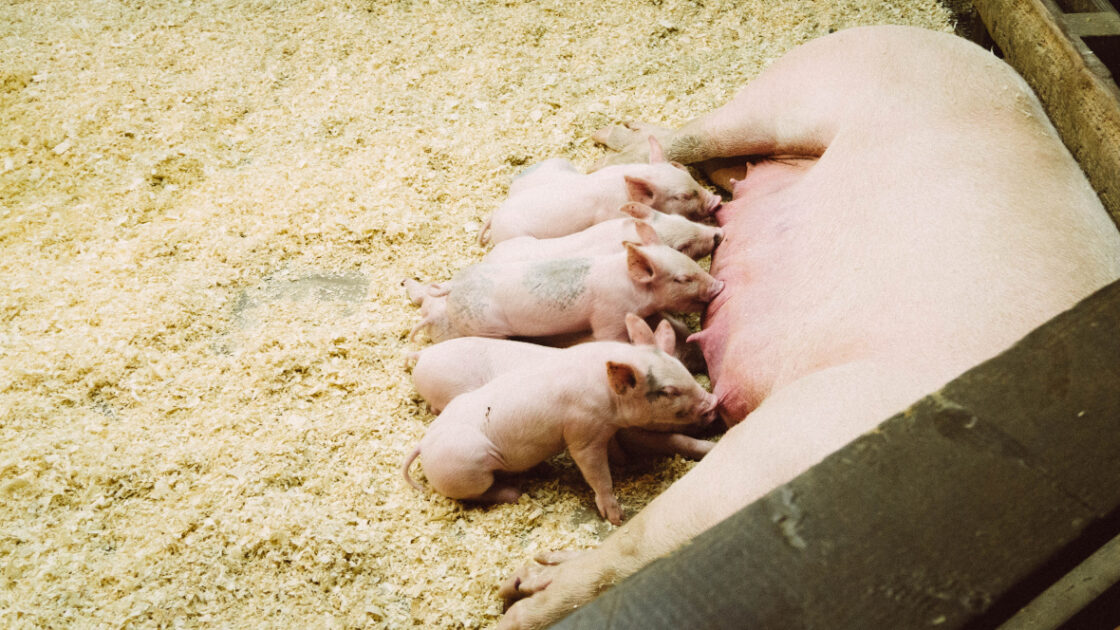 Antibiotic-Resistant Bacteria Pose Serious Health Concerns, WHO Reports