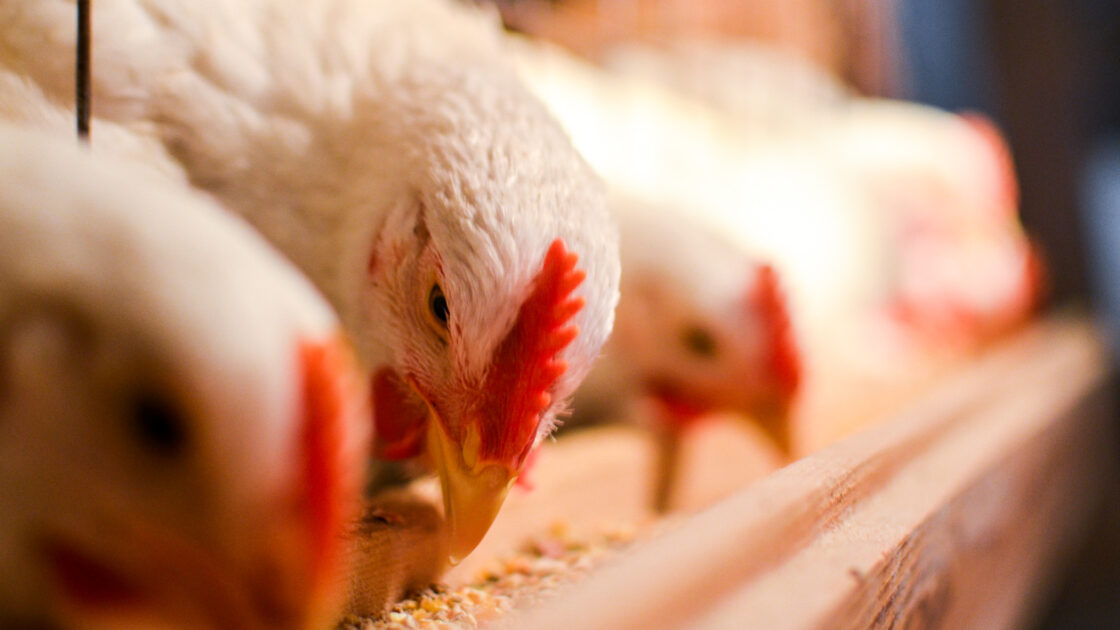 Antibiotic use on the rise