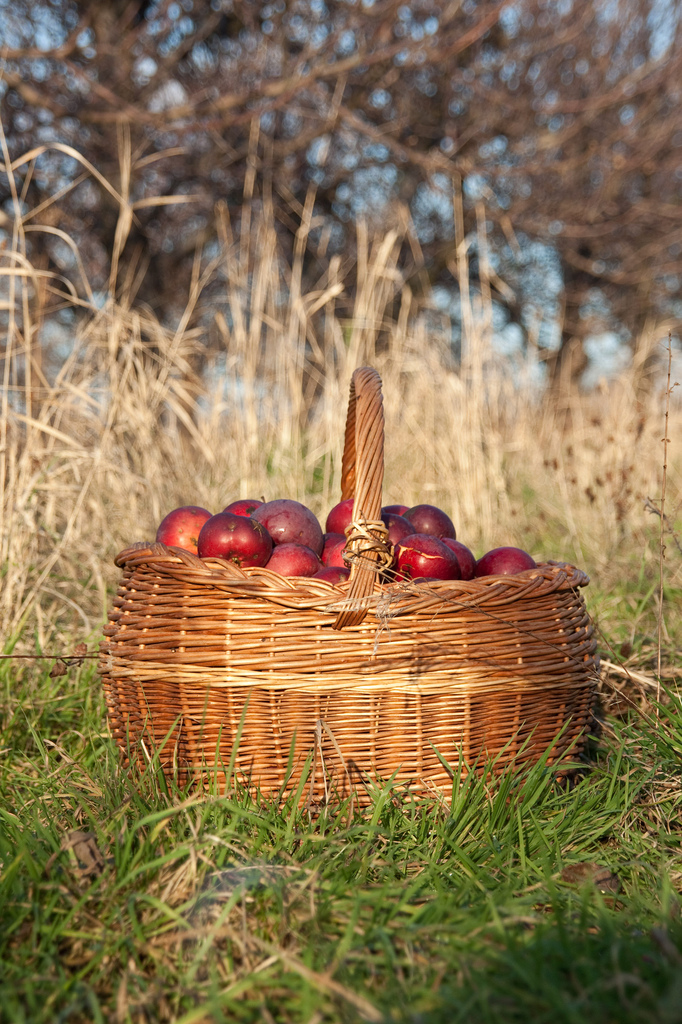 Homemade Sugar-Free Hot Apple Cider Recipe - Organic Authority