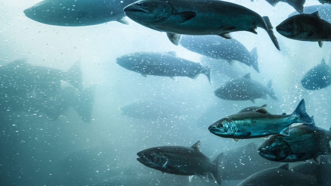 AquAdvantage Blocked from Importing GMO Salmon Pending Federal Labeling Regulations