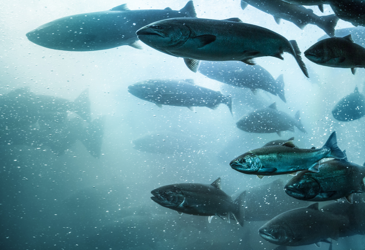 AquAdvantage Blocked from Importing GMO Salmon Pending Federal Labeling Regulations