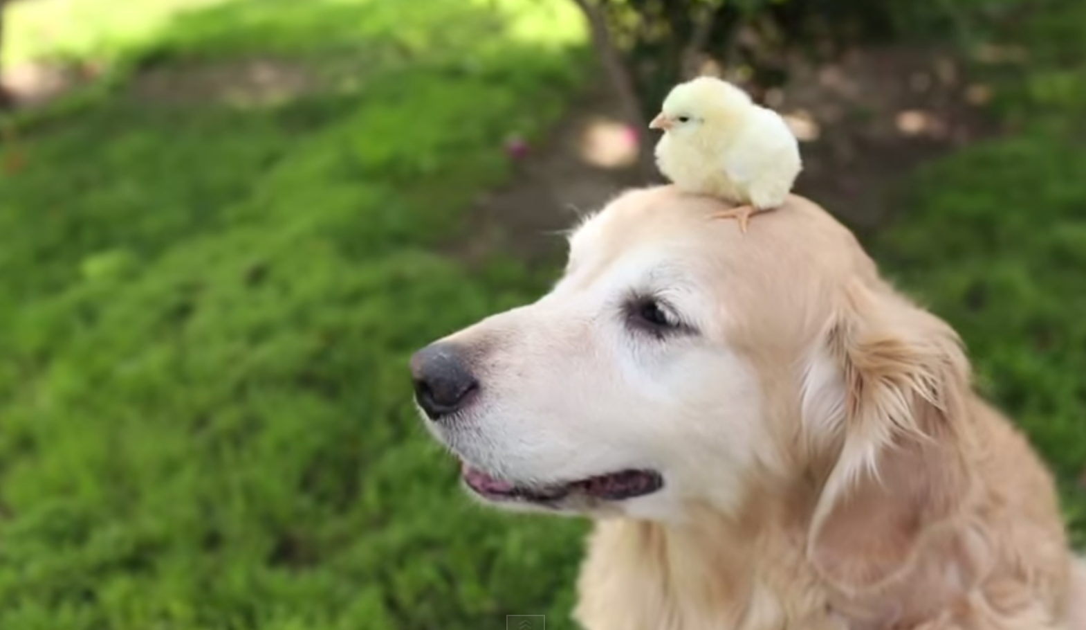 baby chicks