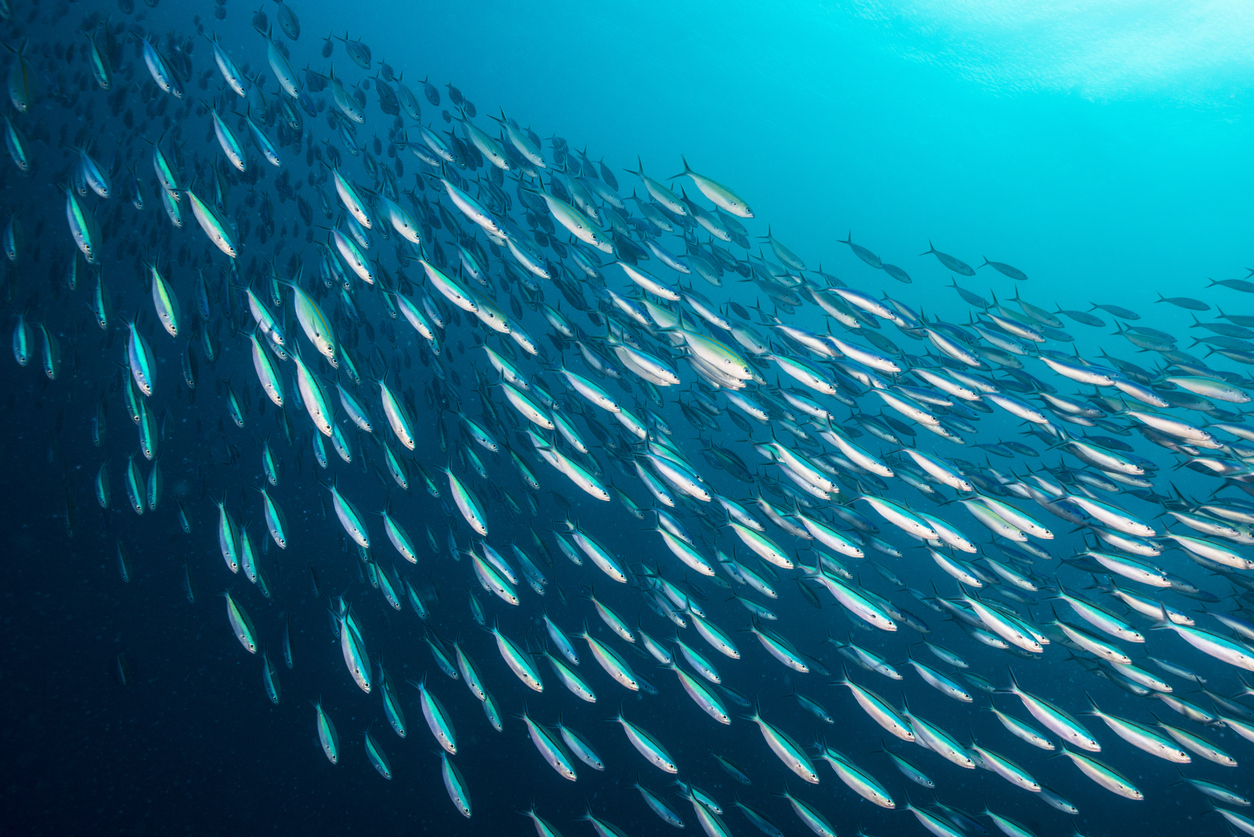 marine stewardship council