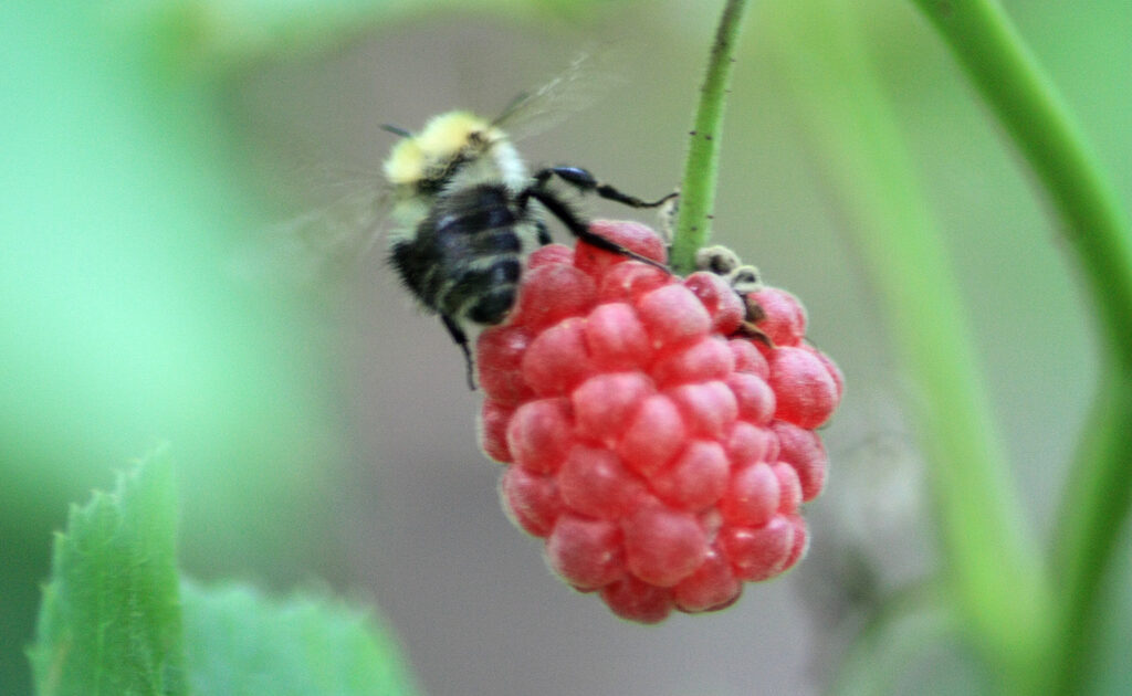 bee fruit