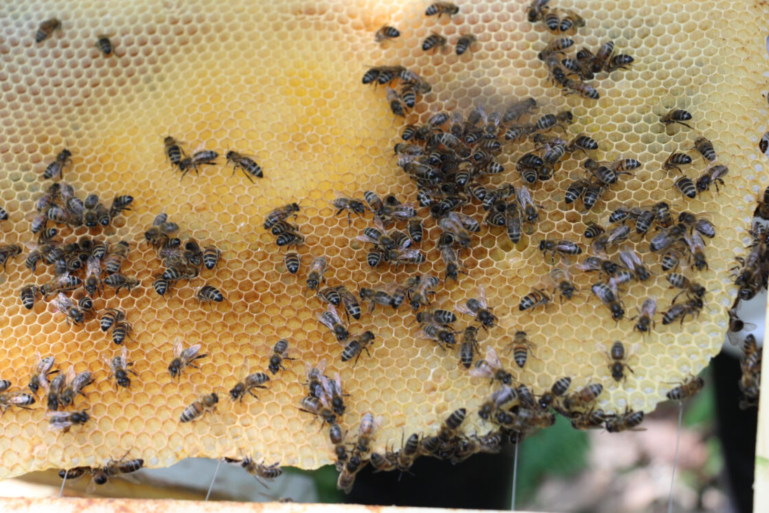 bees