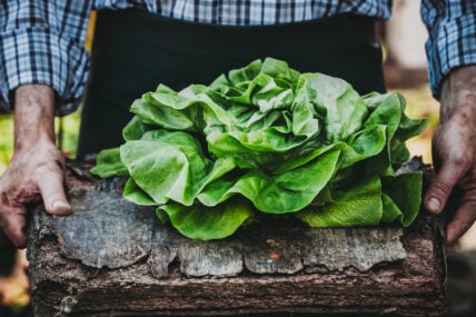 12 Vibrant Salad Greens That'll Change the Way You Salad Forever