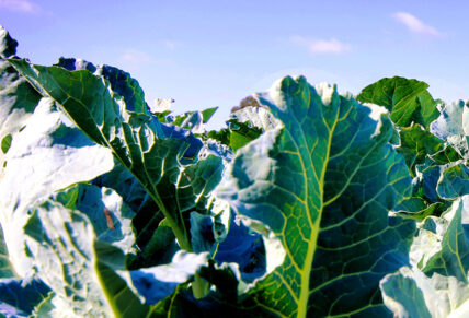 broccoleaf