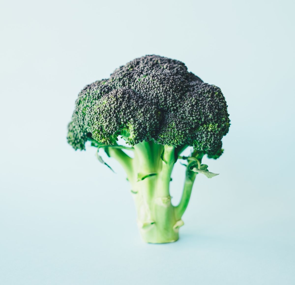 Image of broccoli head which contains sulforaphane, which are powerful broccoli sprouts benefits