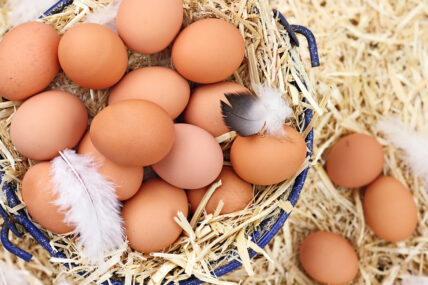 Did Your 'Certified Organic' Eggs Come From an Industrial Farm?