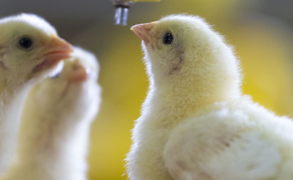 California Ballot Initiative Aims to Shift State Away From Cruel Livestock Confinement Practices 'Once and for All'