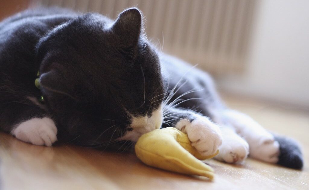 cat toy