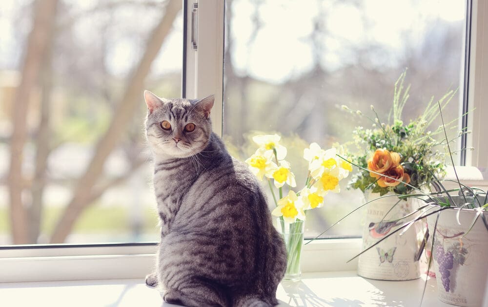 Catification for a happier cat.