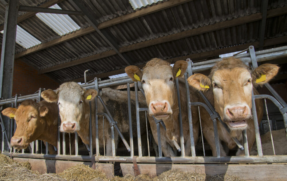 When Antibiotic Resistance Goes Airborne