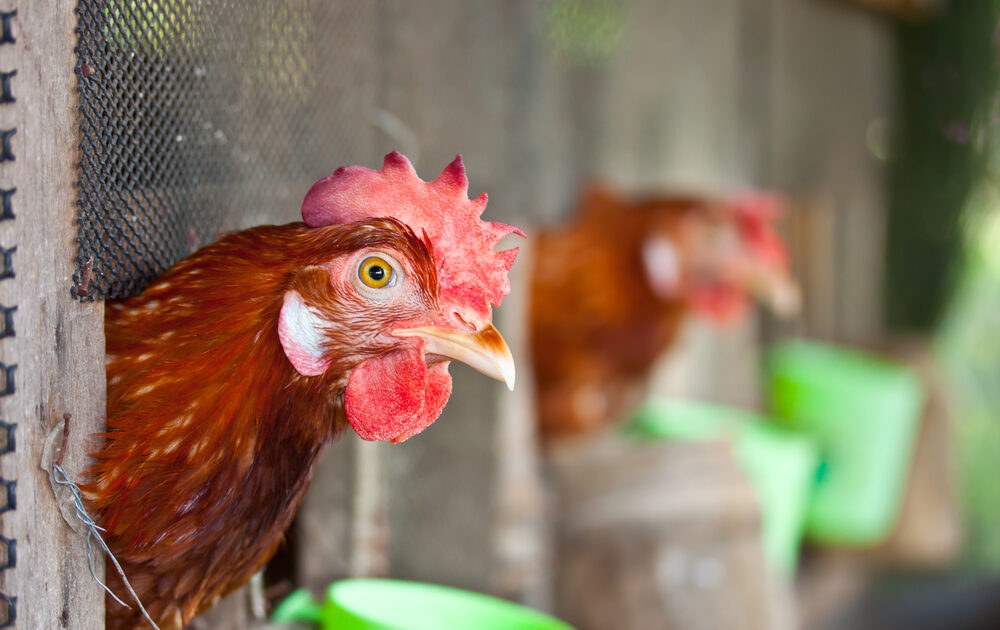 California Enacts Nation's Strictest Laws, Curbing the Overuse of Antibiotics in Livestock