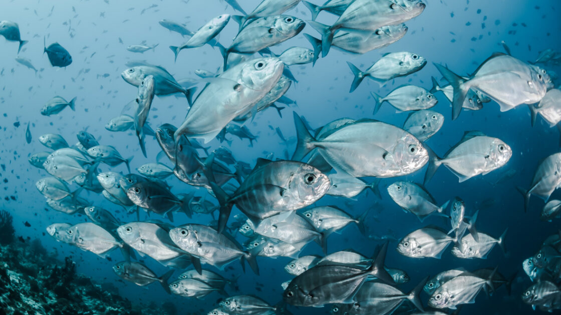 Image of school of fish swimming in the deep blue ocean. Fish are a source for marine collagen peptides, powders and supplements.