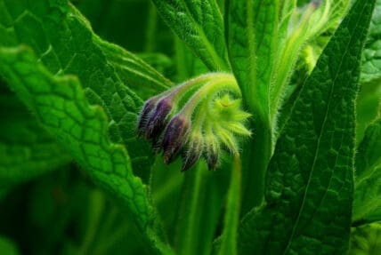 comfrey