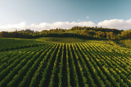 wide shot of Zenith Vineyards outside Salem, Oregon