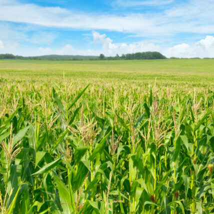 EU To Allow Individual Member to Ban Genetically Modified Foods