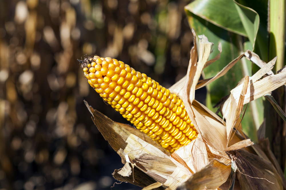 Big Corn and Big Sugar Face Off in Court