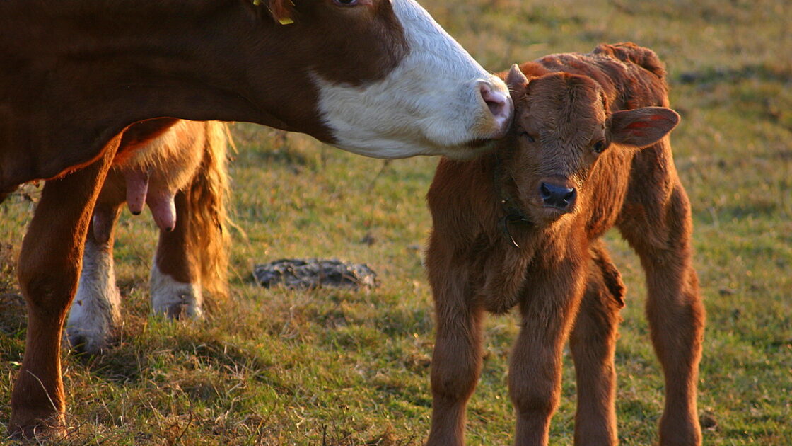 cow and calf
