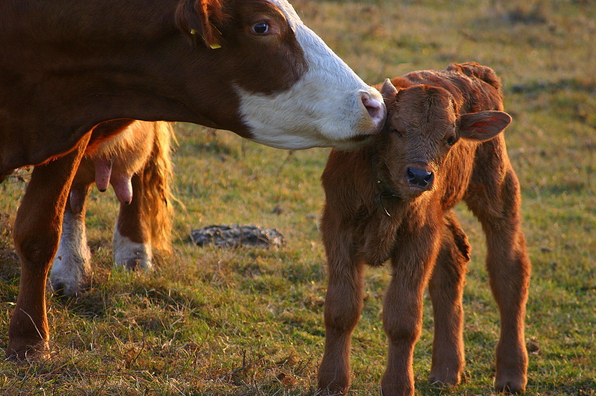 cow and calf