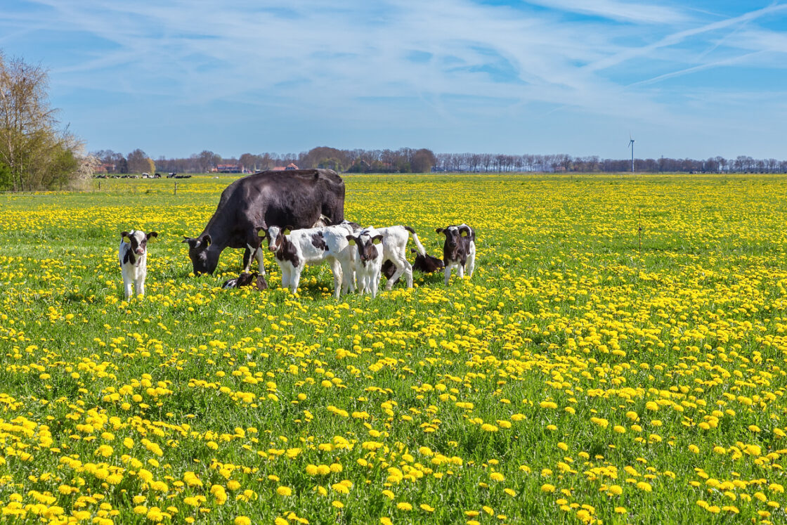 iStock/Ben-Schonewille