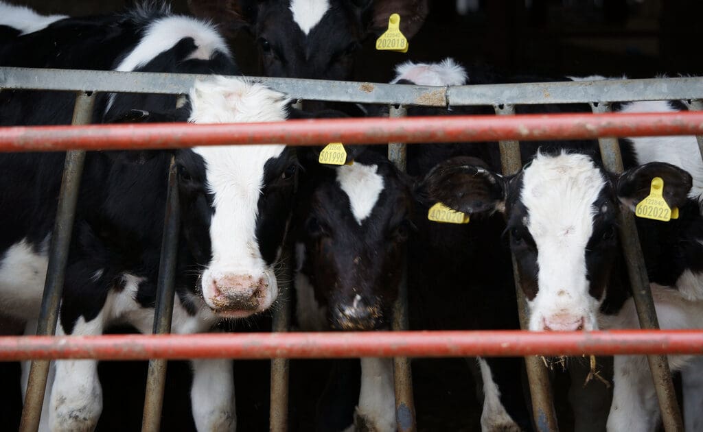 cows