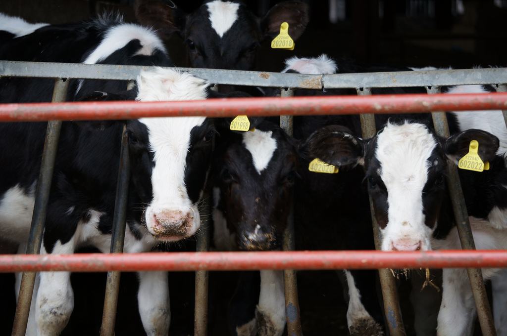 cows