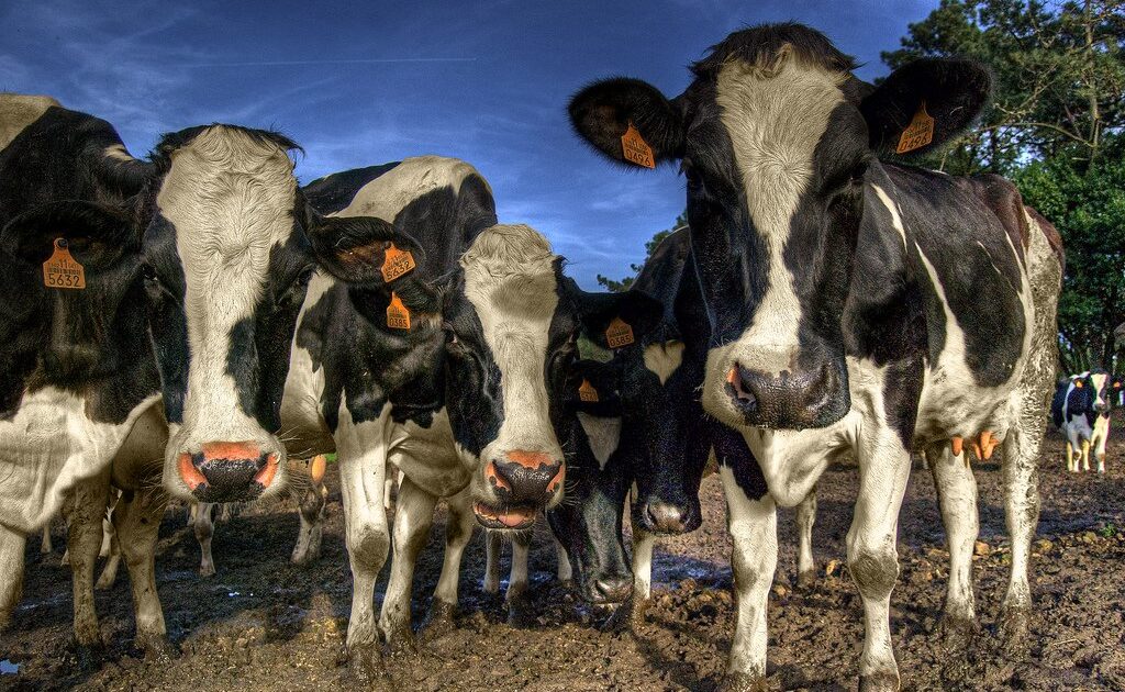 cows