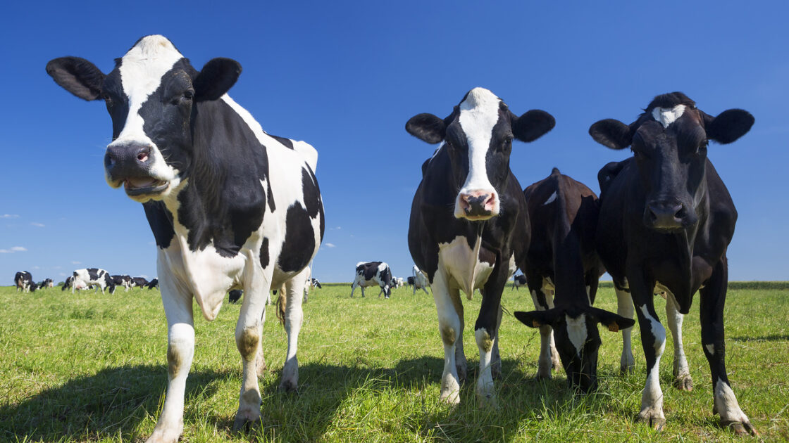 dairy cows