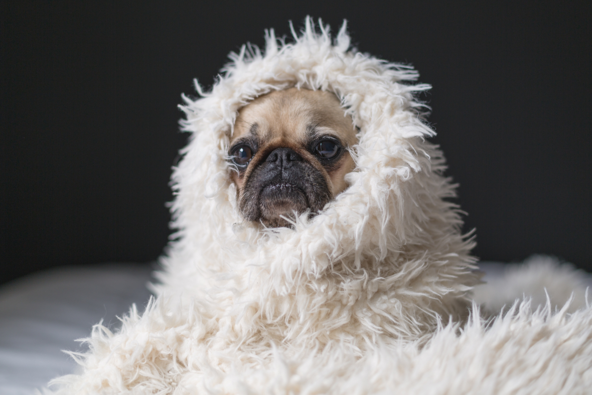 cozy comforters weighted blankets for black Friday