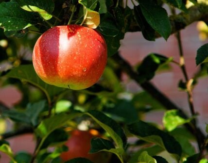 crab apple