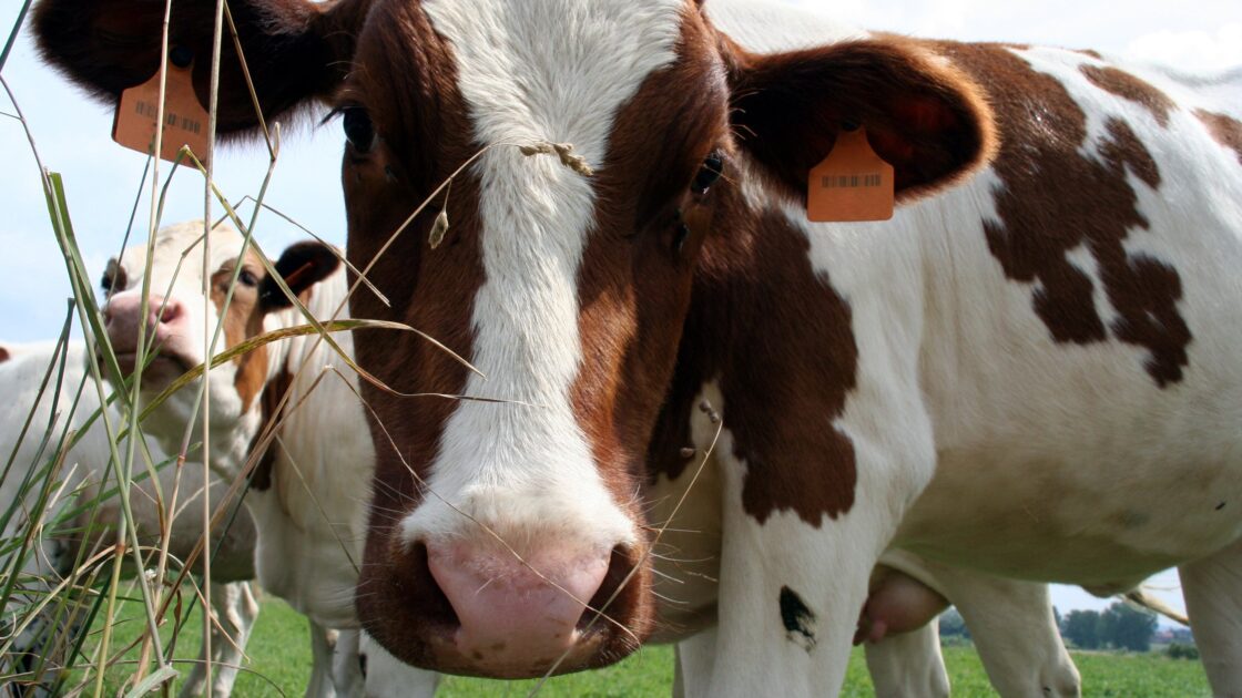a brown-white dairy cow looking curiously at the camera