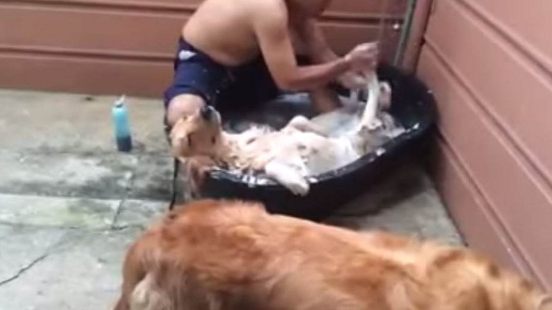dog loves bath time