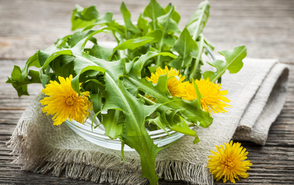 Foraging and edible wild plants whether you live in a city or the 'burbs.