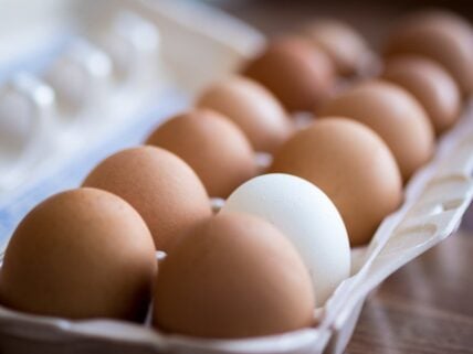 eggs