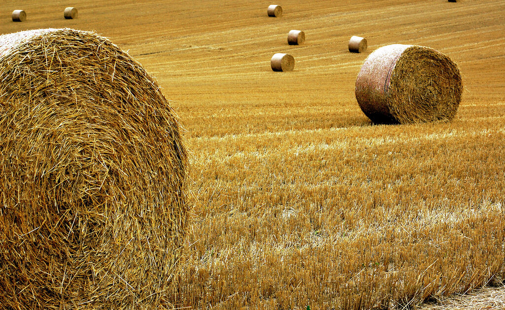 farm
